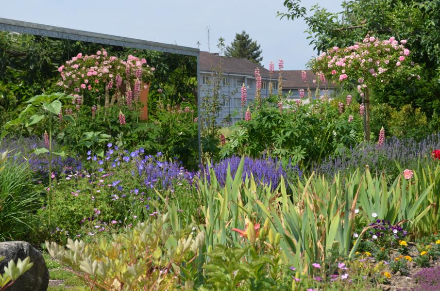 Stauden Gartenpflege