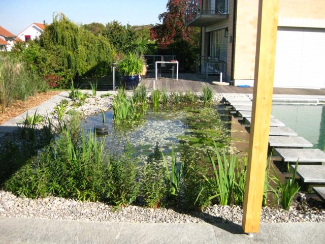 piscine naturelle plantes dans le filtre