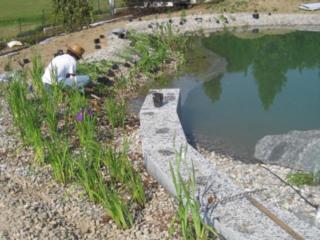 Biopiscine plantation