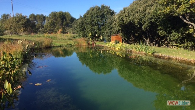 Schwimmteich 