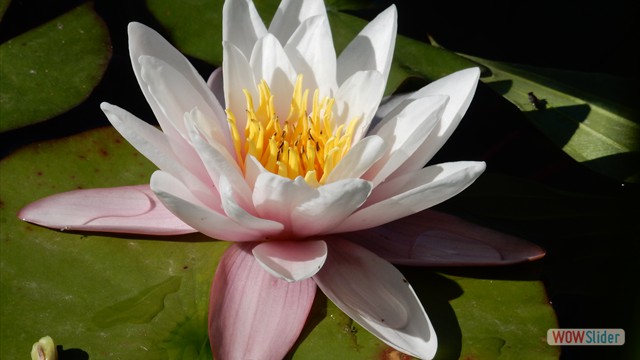 Schwimmteich Seerose