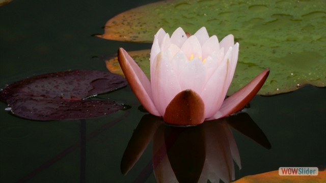 Seerose