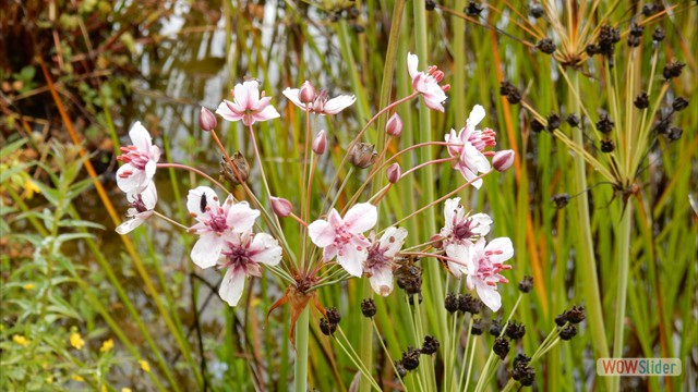 Schwanenblume