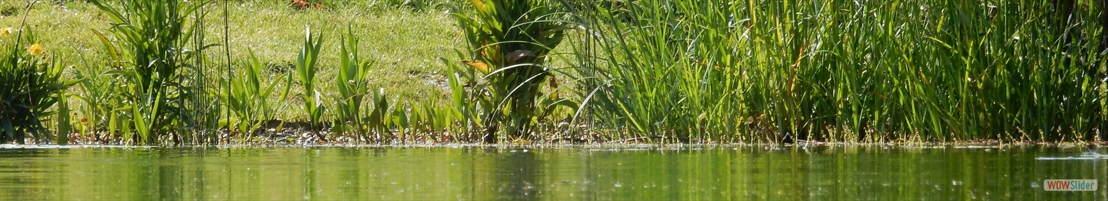 étang de baignade