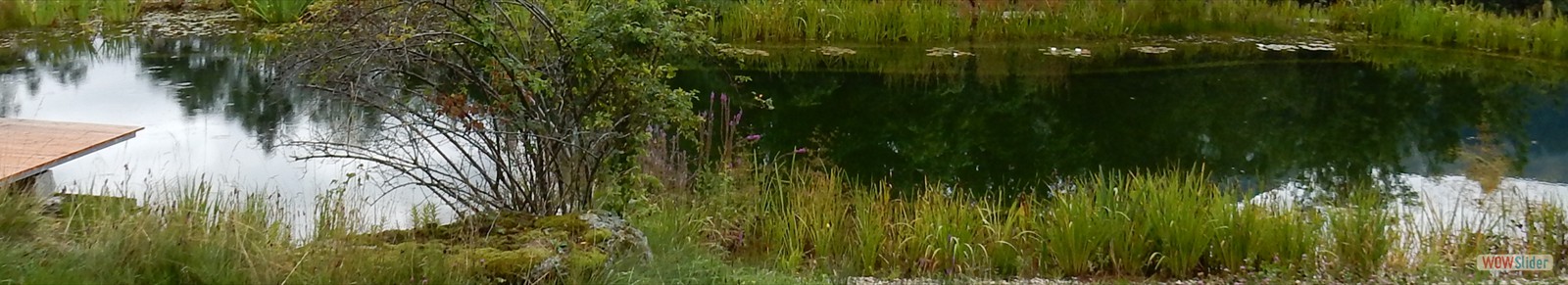 piscine naturelle